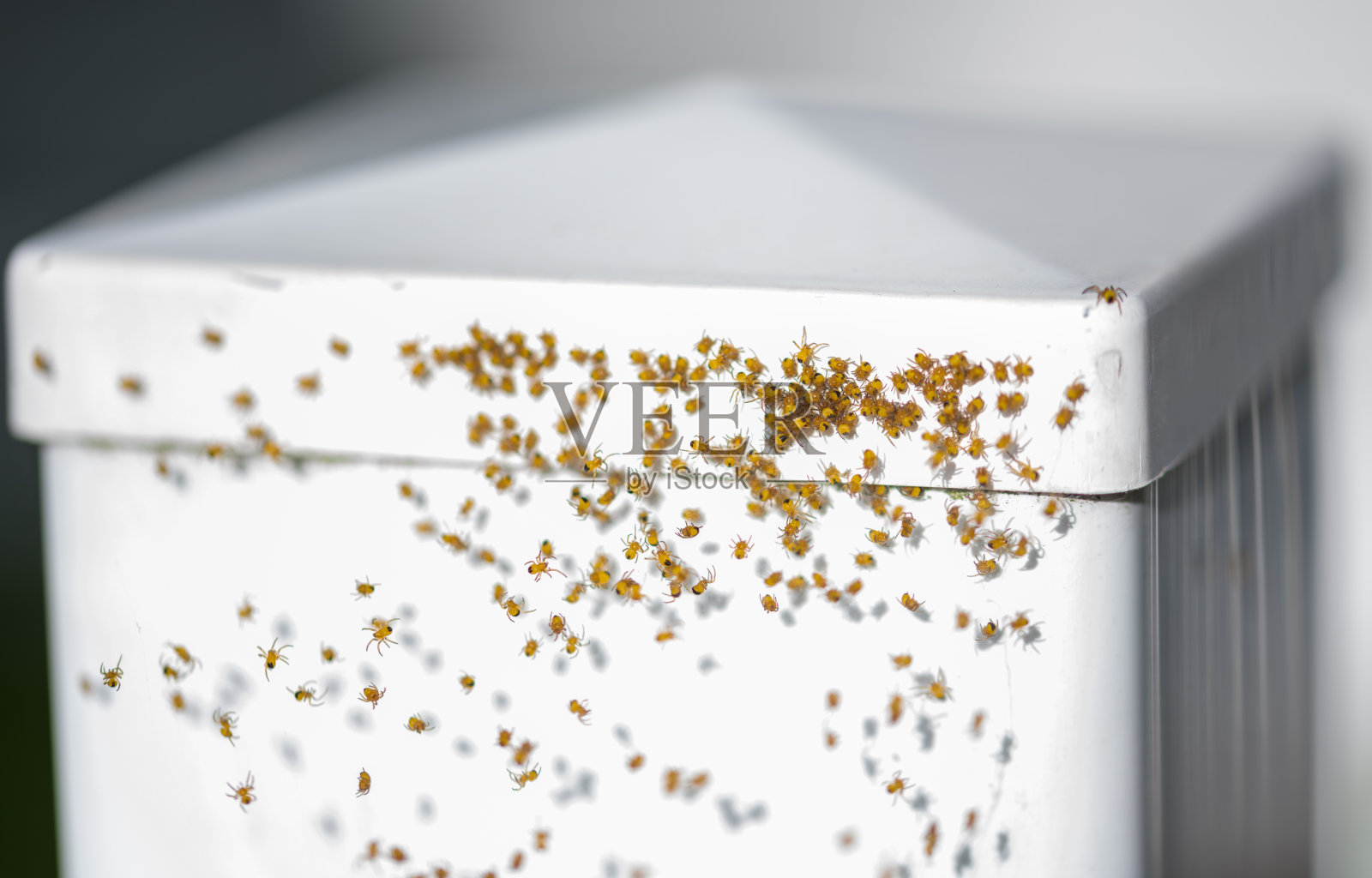 小蜘蛛照片摄影图片