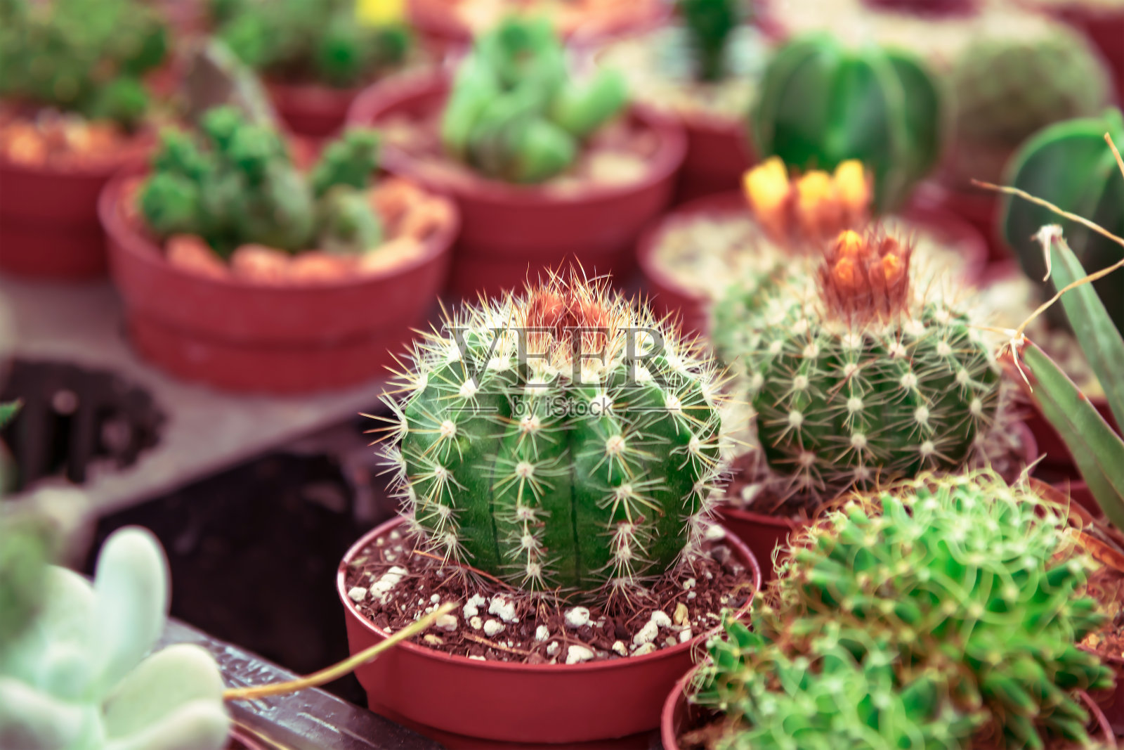 各种类型的仙人掌在花盆中，柔焦照片摄影图片