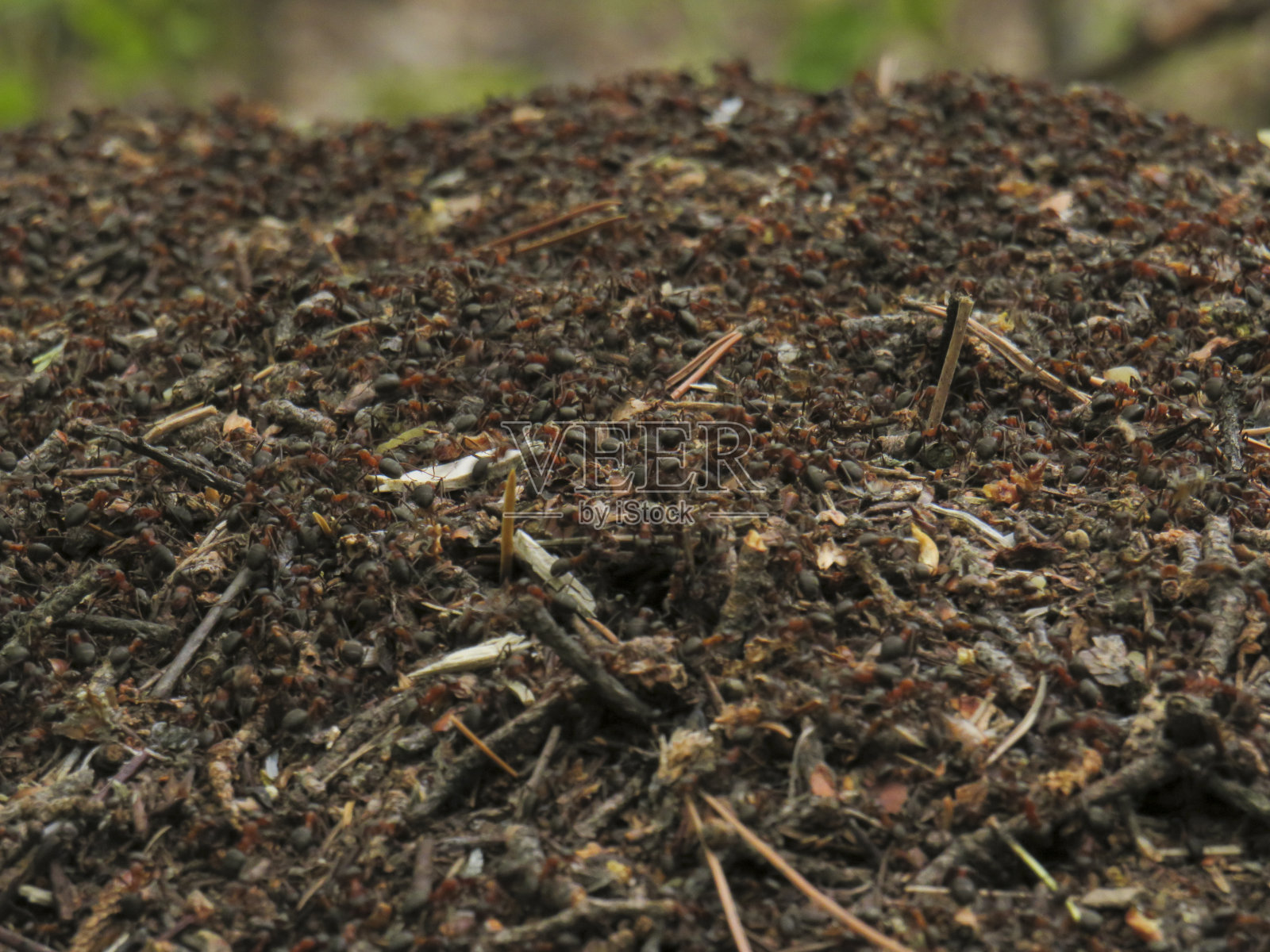 蚂蚁(扶桑蚁)的特写在一个蚁丘在森林照片摄影图片