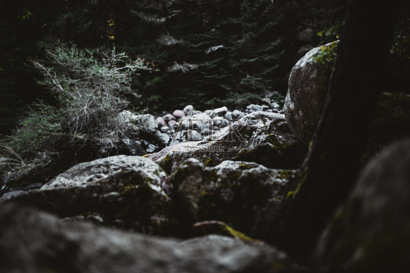 森林背景照片摄影图片