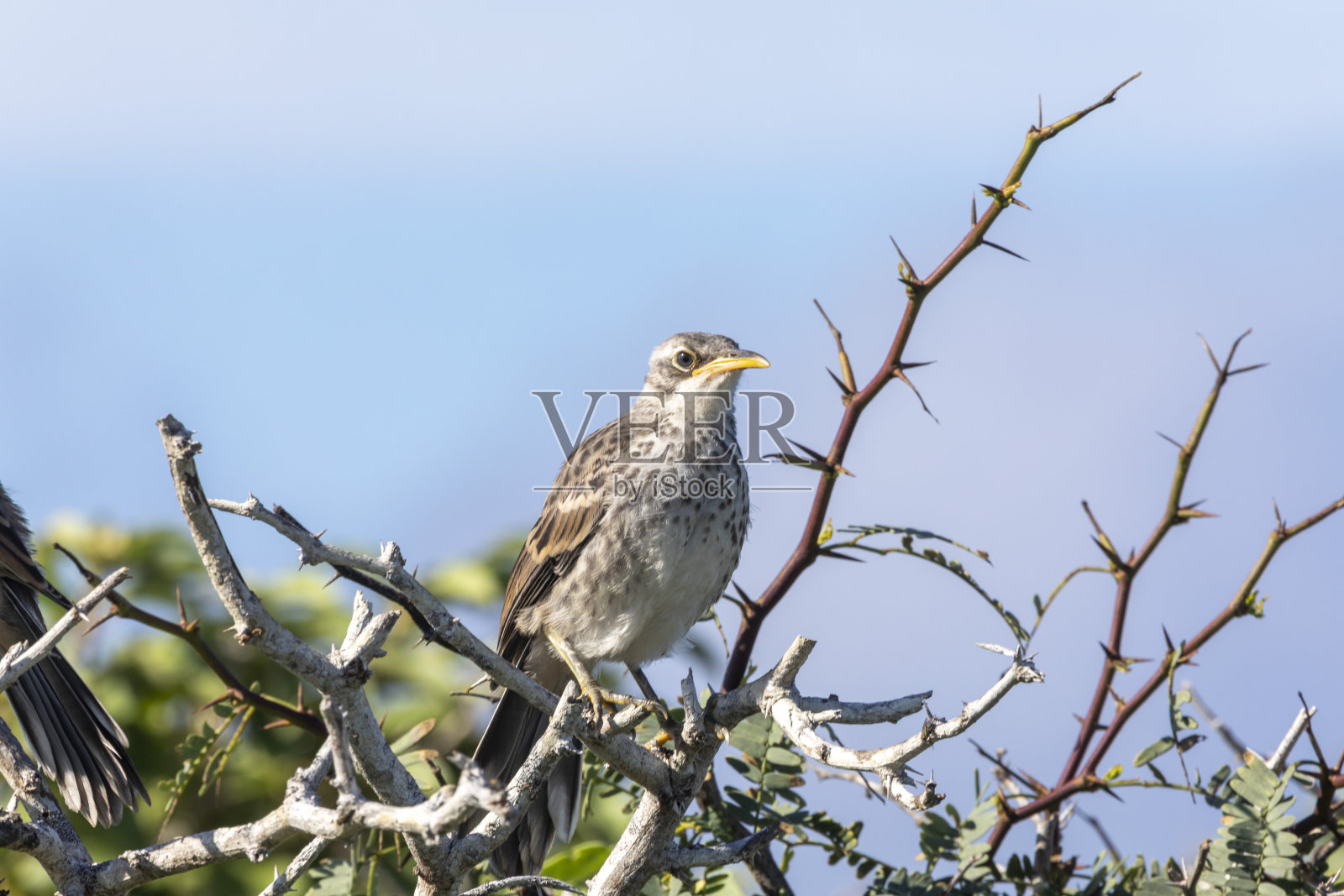 加拉帕戈斯群岛只知更鸟》照片摄影图片