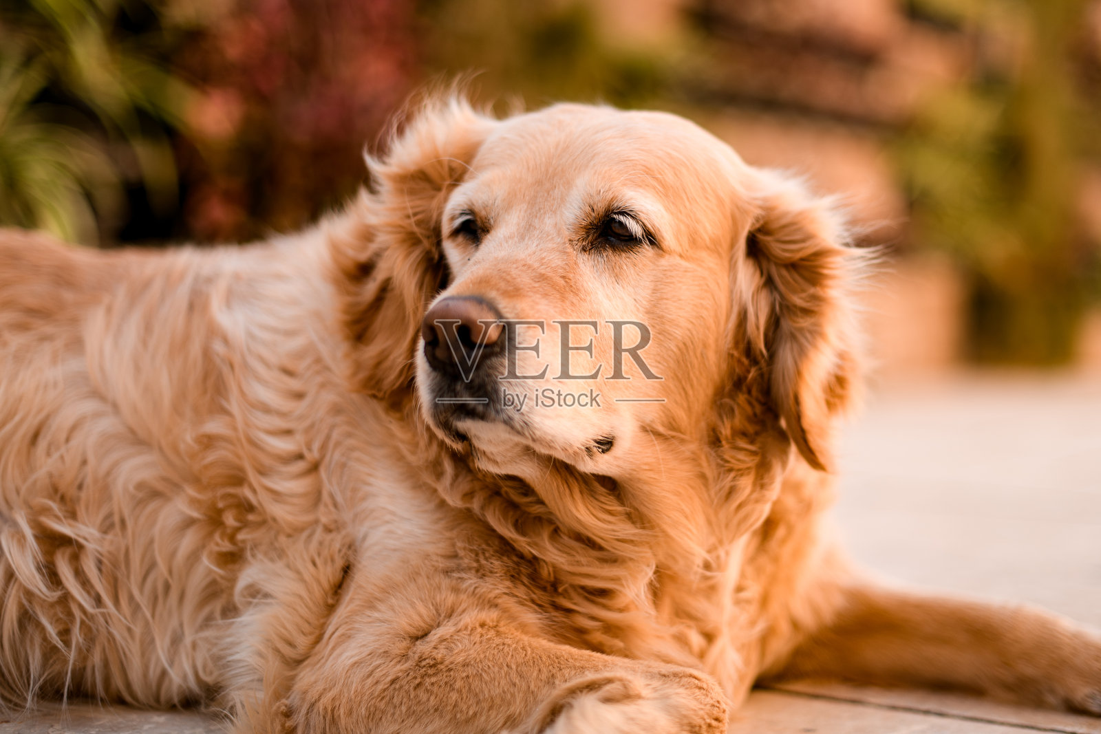 英俊的毛茸茸的金毛猎犬在街上休息照片摄影图片