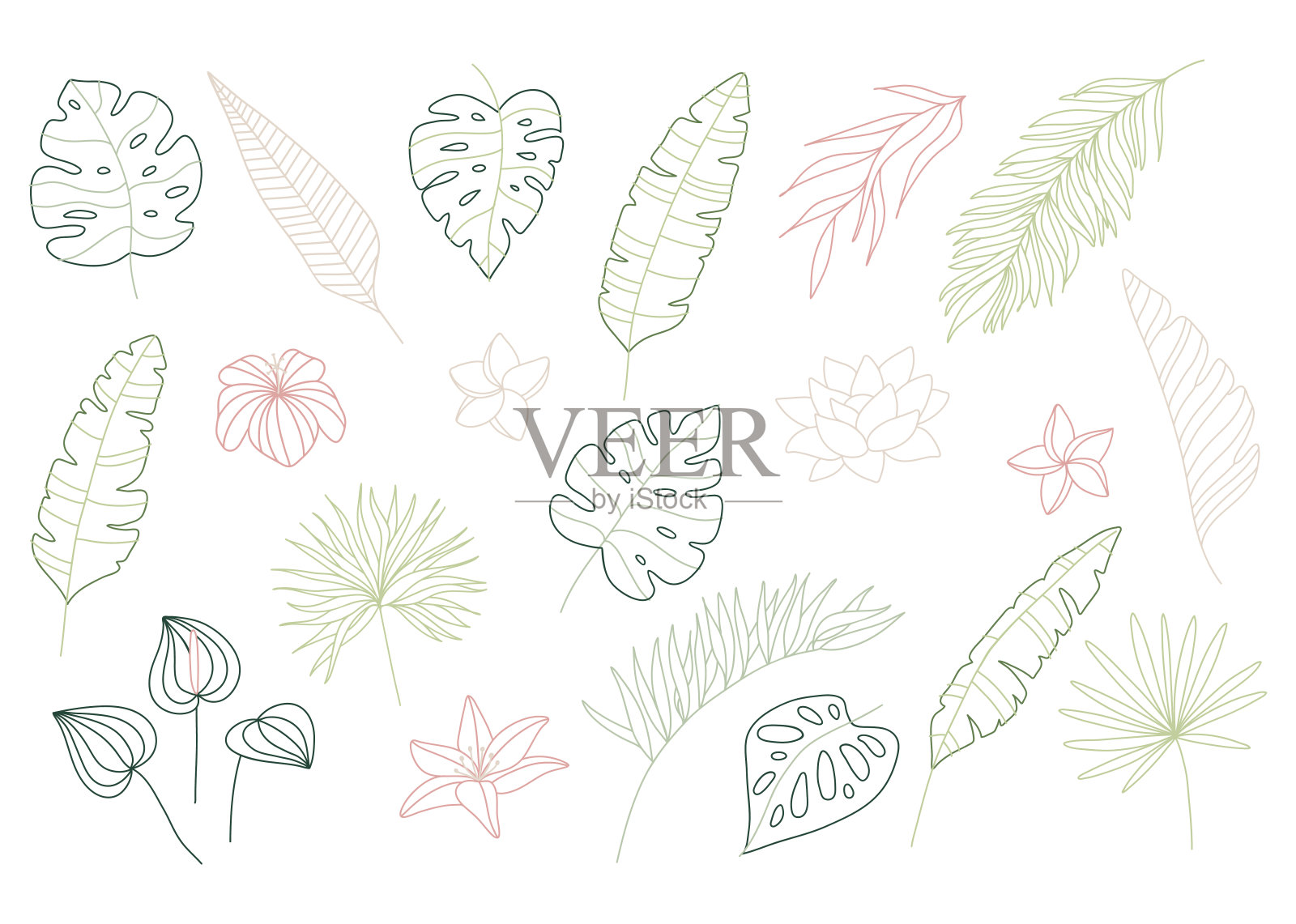 一套精致的热带树叶在线条艺术风格。大套优雅的手绘花，叶和植物插画图片素材