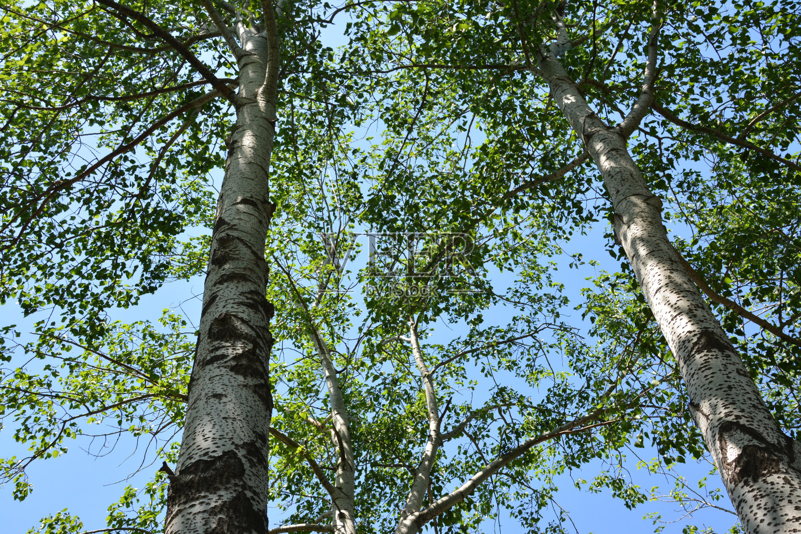 白桦树长高到蓝天照片摄影图片
