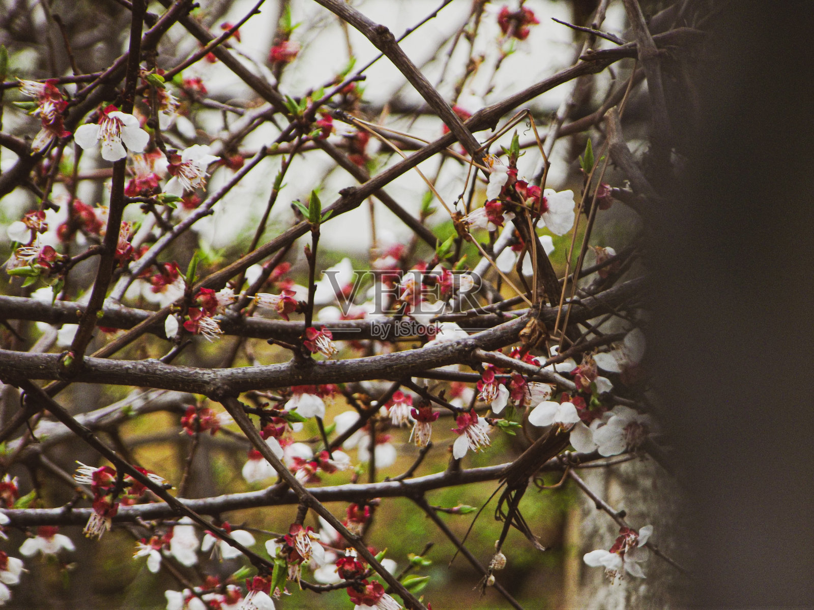 春天照片摄影图片