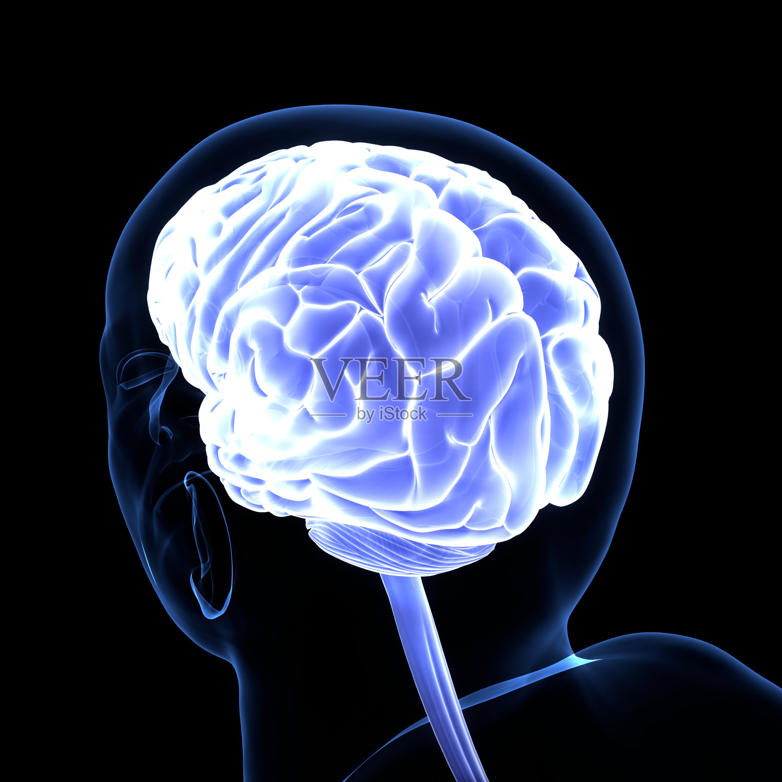 人脑神经系统的中枢器官照片摄影图片