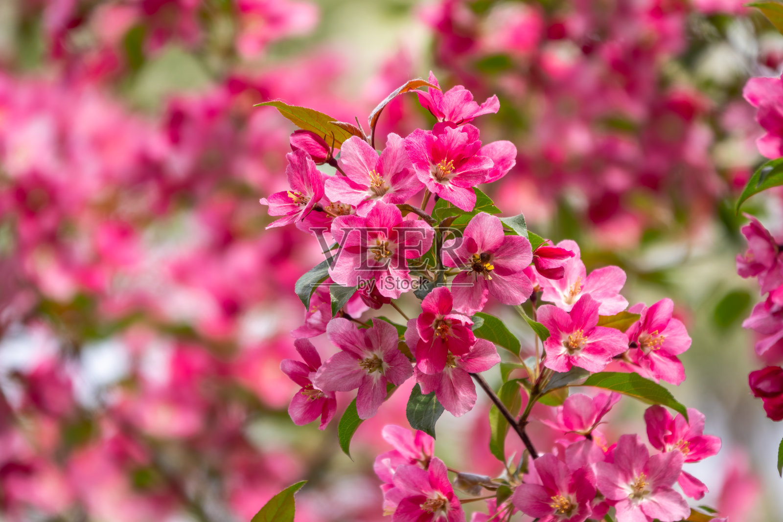 背景模糊的盛开的苹果树上的新鲜的粉红色花朵照片摄影图片