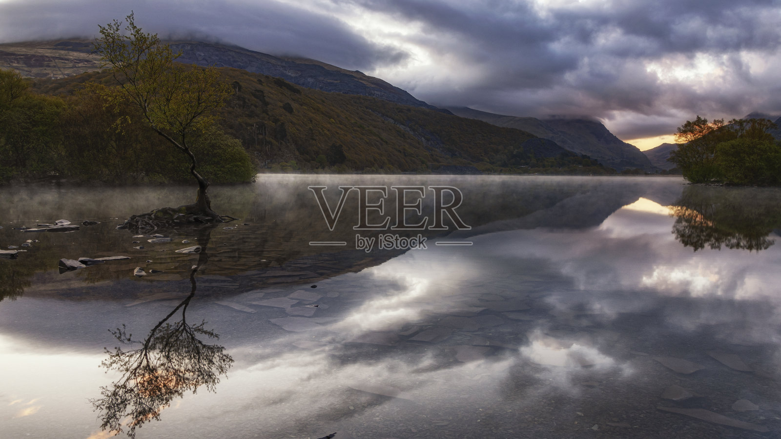 孤独的树照片摄影图片