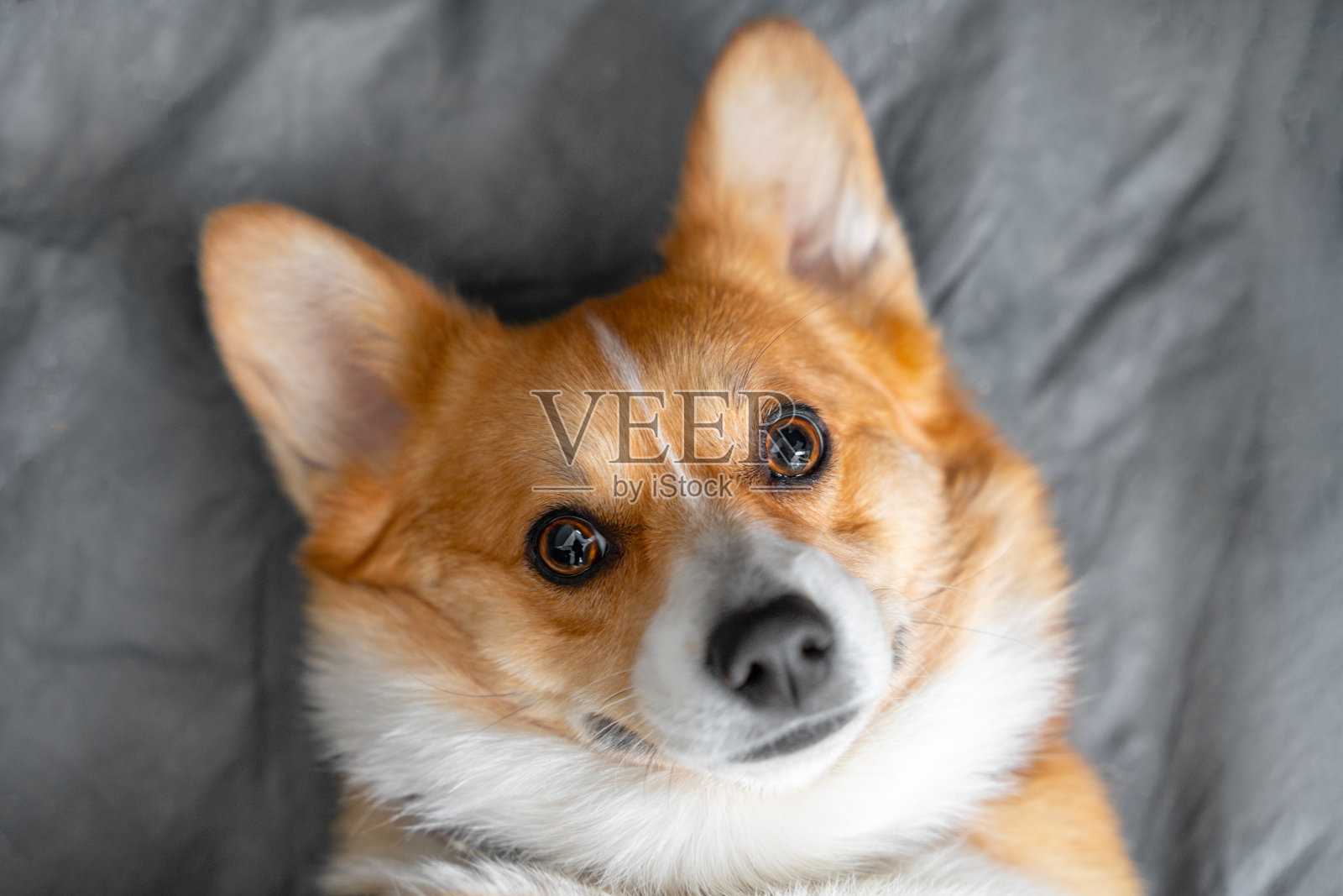 可爱的威尔士柯基犬彭布罗克或开襟羊毛衫的肖像乖乖地躺在家里的灰色床单上，俯视图，广告版面照片摄影图片