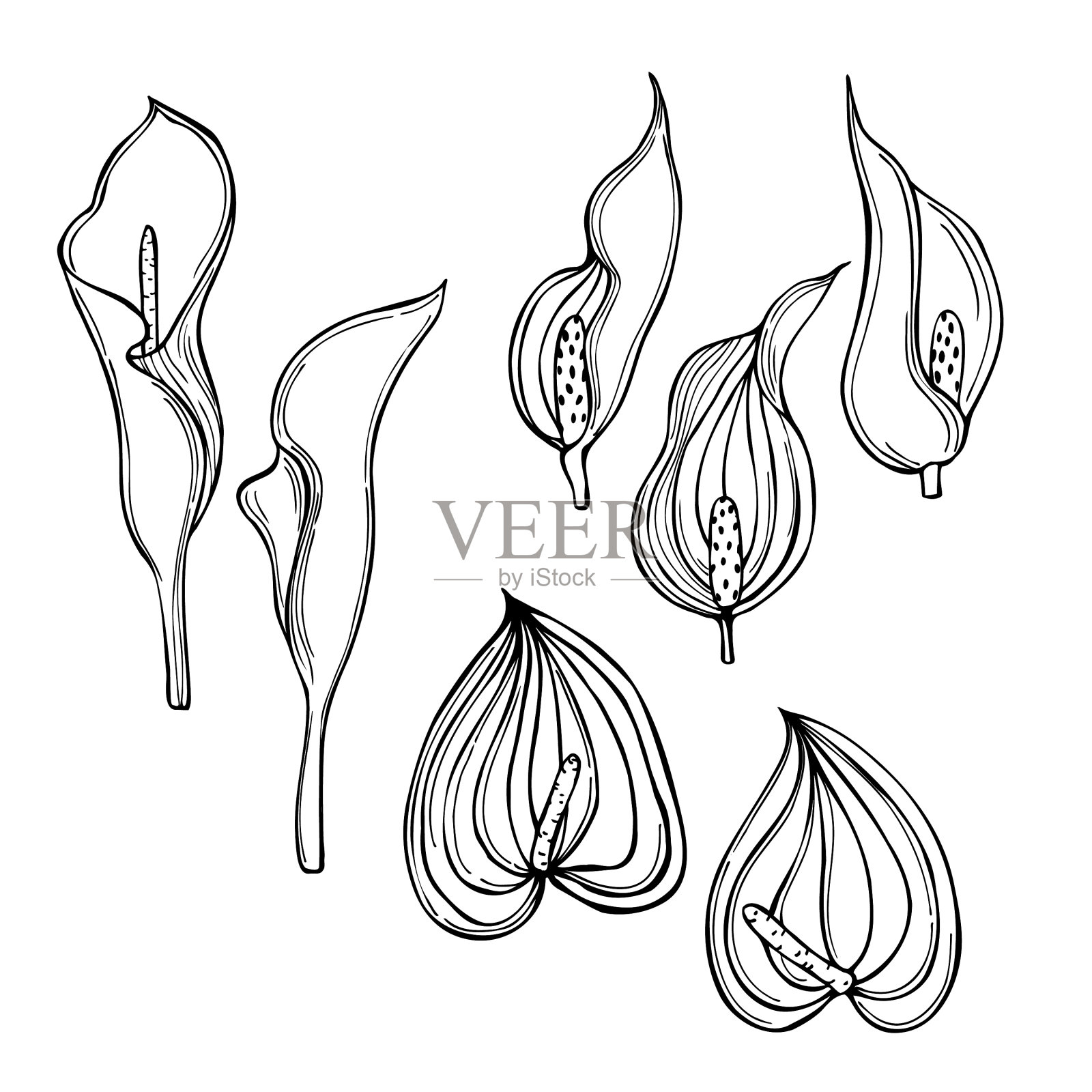 热带花卉插画图片素材