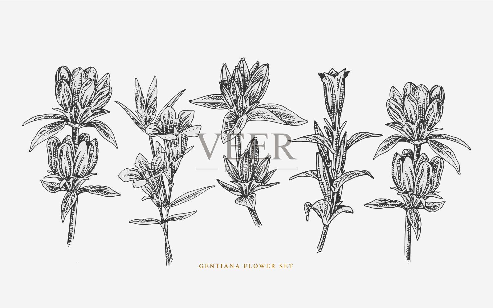 龙胆花线艺术套装插画图片素材