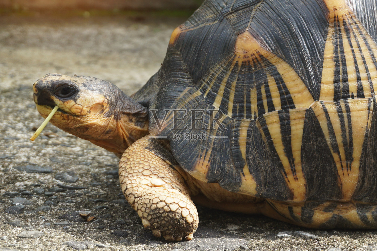 辐射龟的肖像照片摄影图片