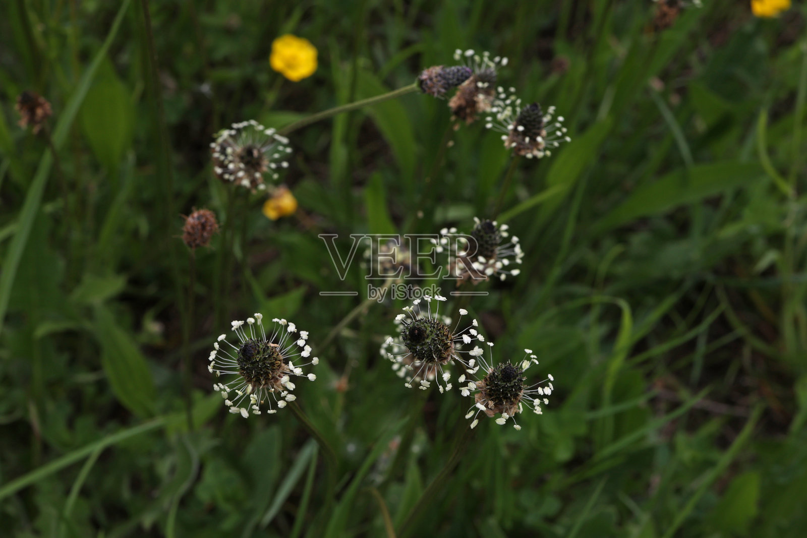 车前草-车前草是一种药用植物照片摄影图片