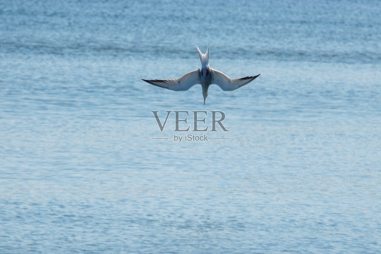 白燕鸥飞近水面寻找猎物照片摄影图片