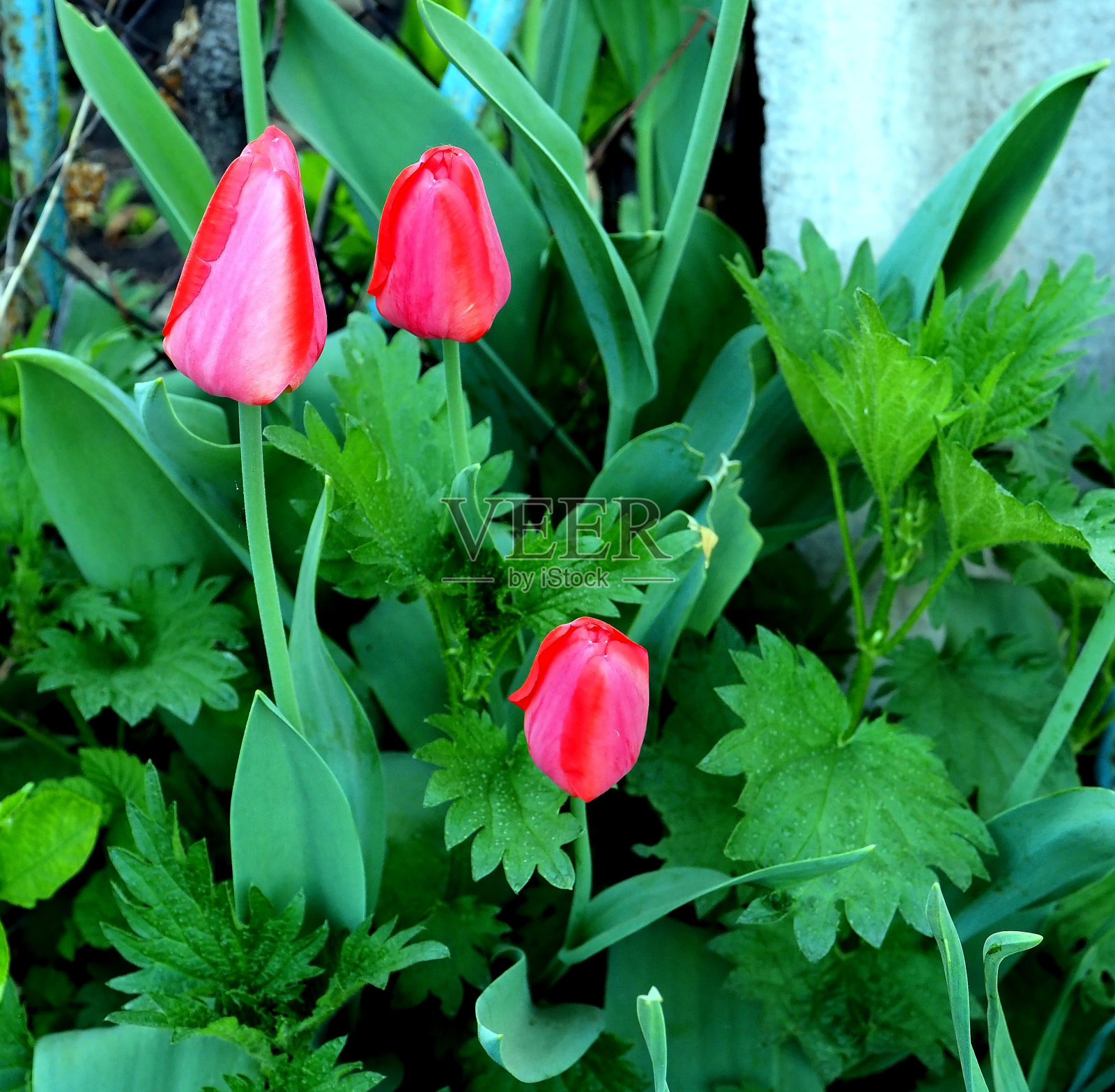 鲜红的郁金香在花园里盛开照片摄影图片