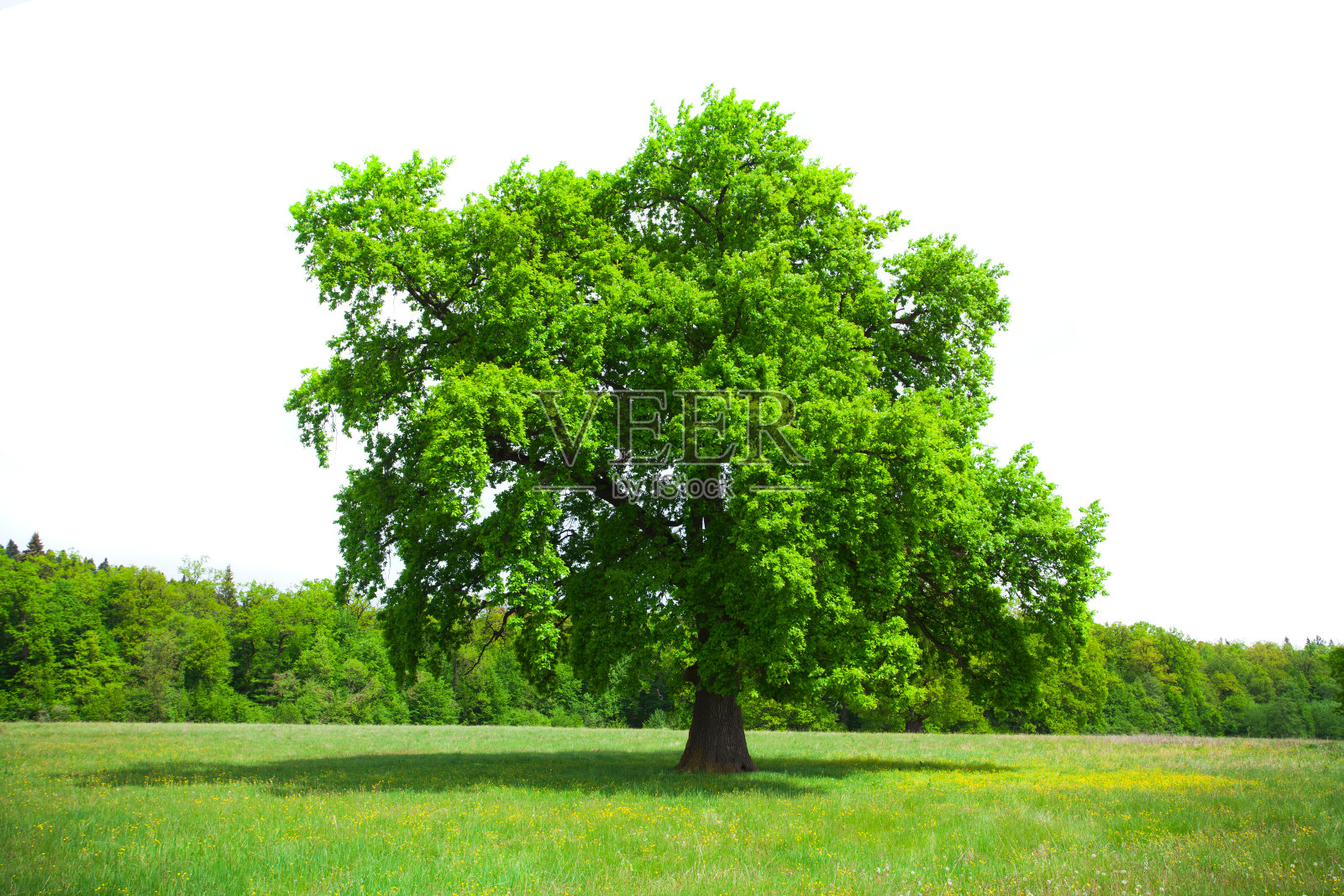 高大的绿树与新鲜的夏季植被隔绝照片摄影图片