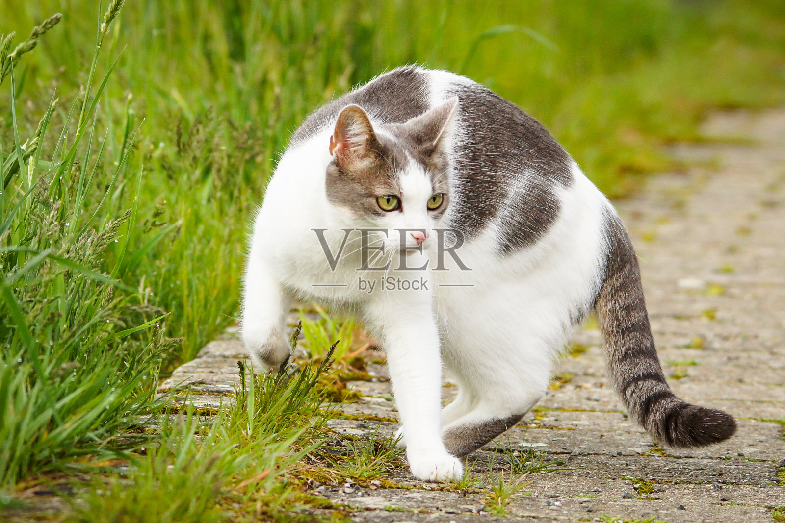 人行道上的猫照片摄影图片