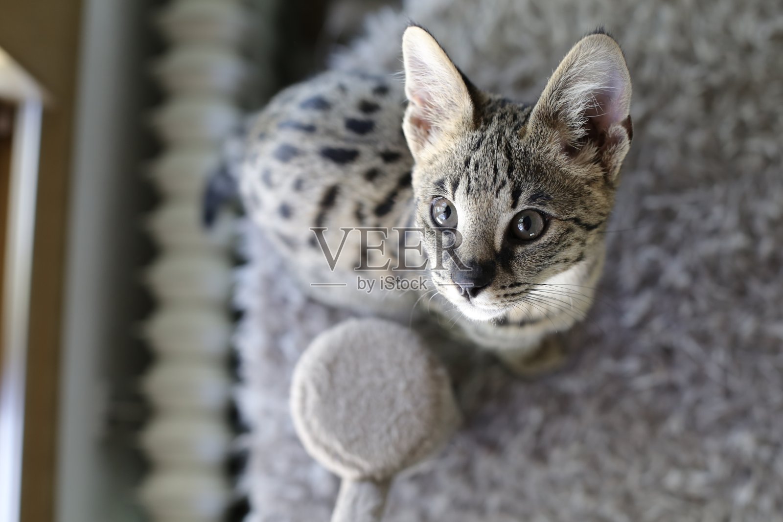 F1大草原猫美丽的斑纹照片摄影图片