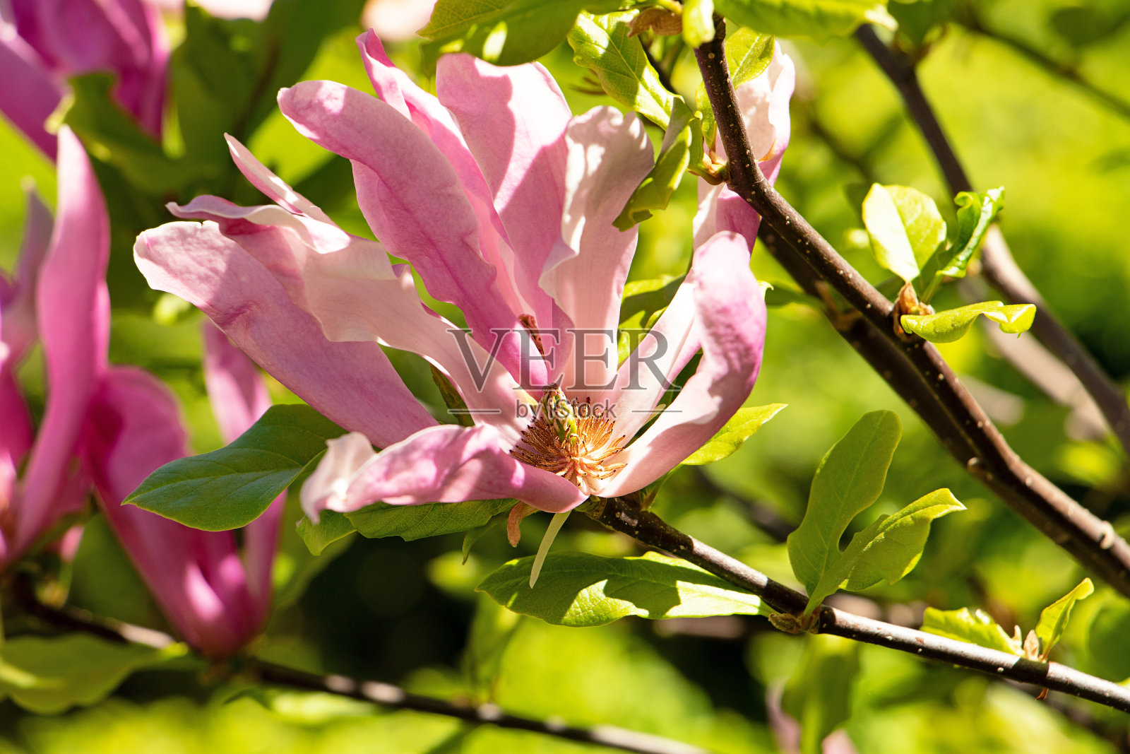 近距离拍摄的美丽的粉红色木兰，沐浴在阳光下。春天的概念。花的背景。照片摄影图片