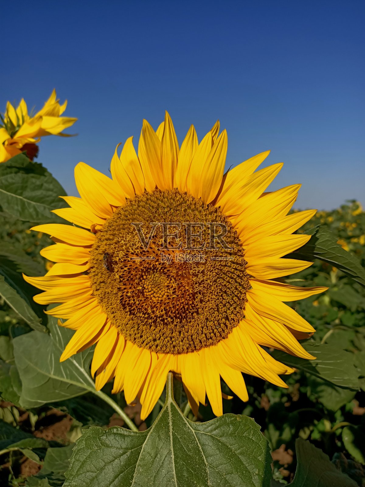 蓝色的天空下，绿色的田野上绽放着巨大的黄色向日葵照片摄影图片