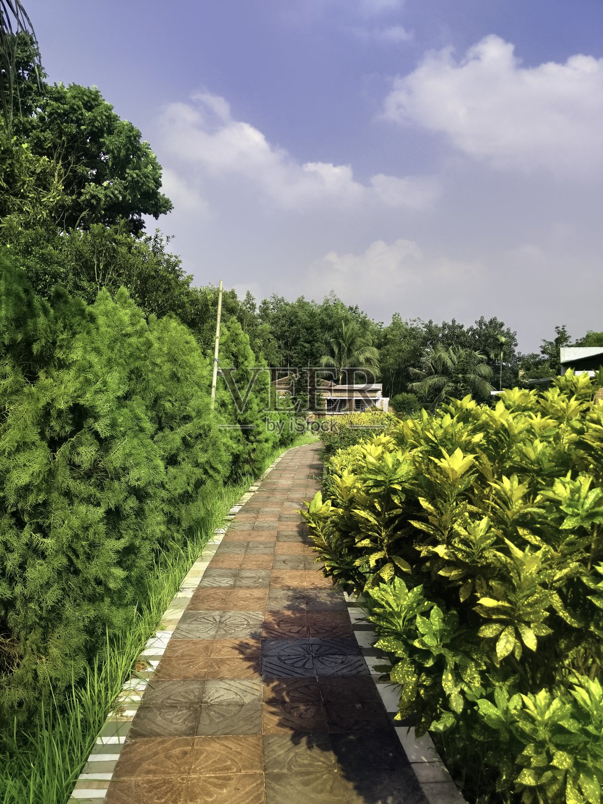 在一个阳光明媚的日子里，春天在公园里照片摄影图片