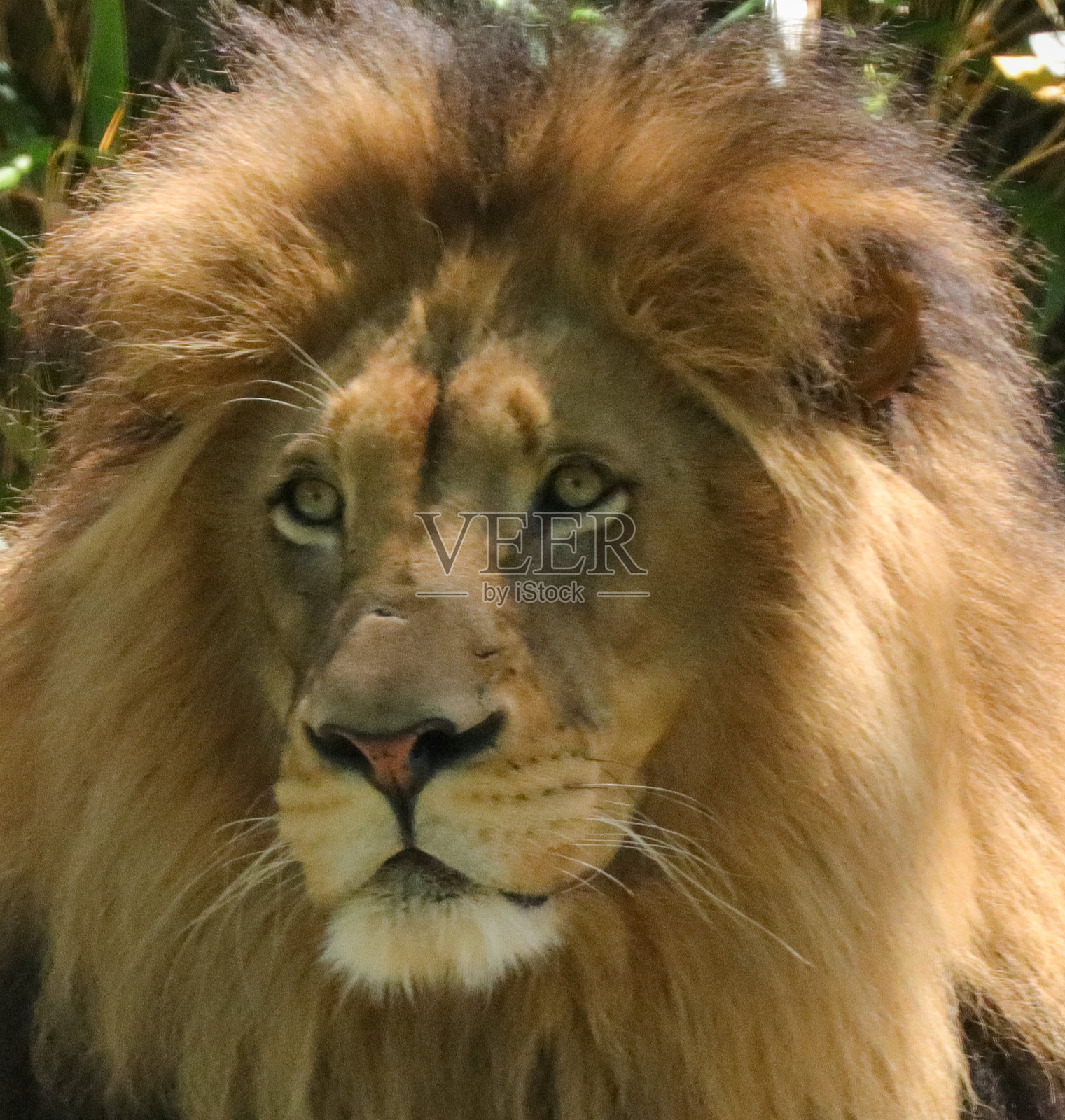 狮子的肖像照片摄影图片