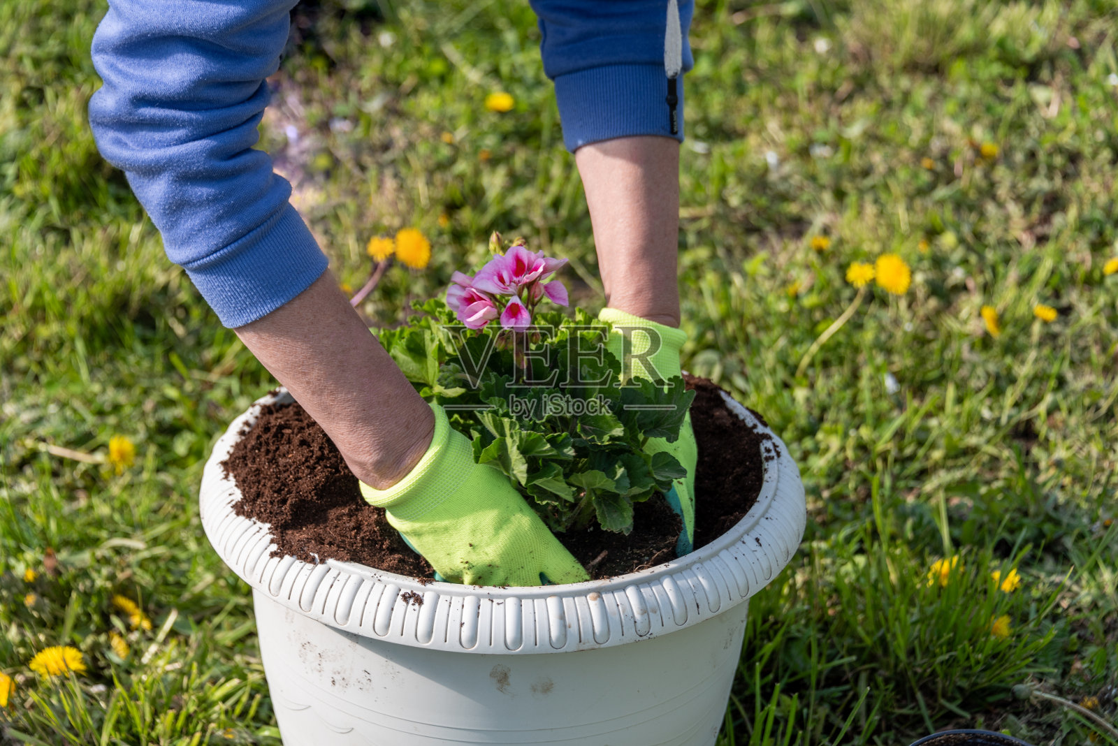 一个女人在花园里种了又种。照片摄影图片