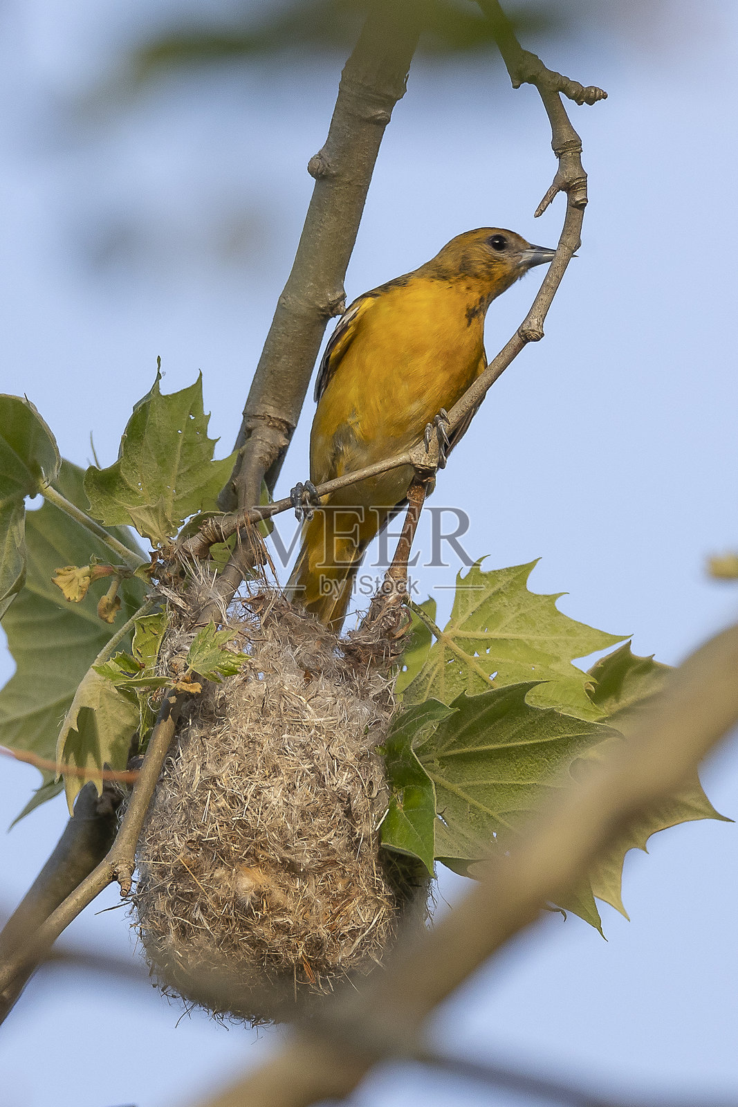 女性巴尔的摩金莺照片摄影图片