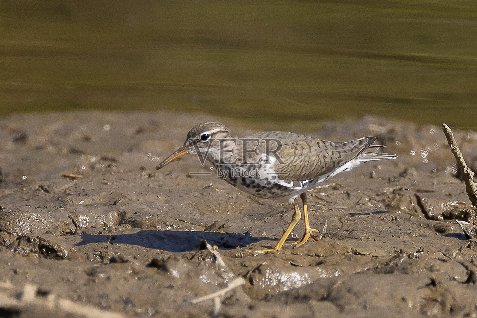 发现鹬照片摄影图片