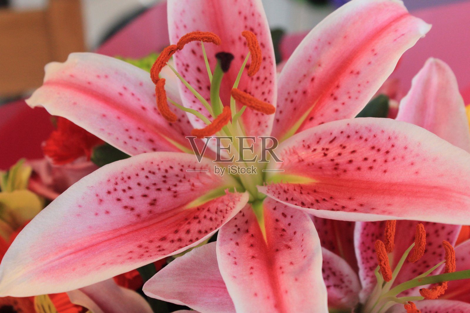 粉红百合花头照片摄影图片