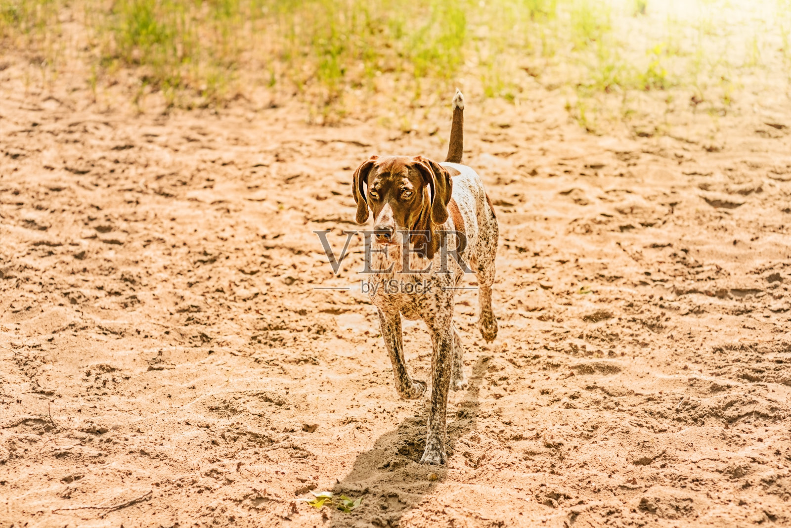 德国库扎尔，伟大的猎犬和忠实的朋友。Kurzhaar。猎犬在自然界中奔跑。照片摄影图片
