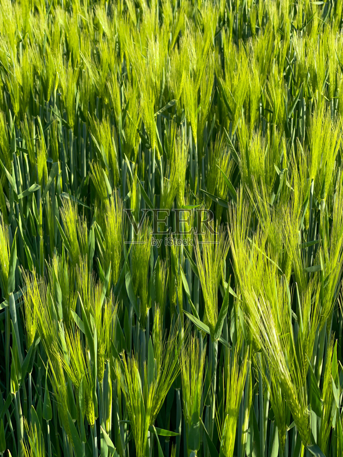 绿色的纹理，特写作为背景。最好的有机和可持续种植，为不断增长的世界人口。照片摄影图片