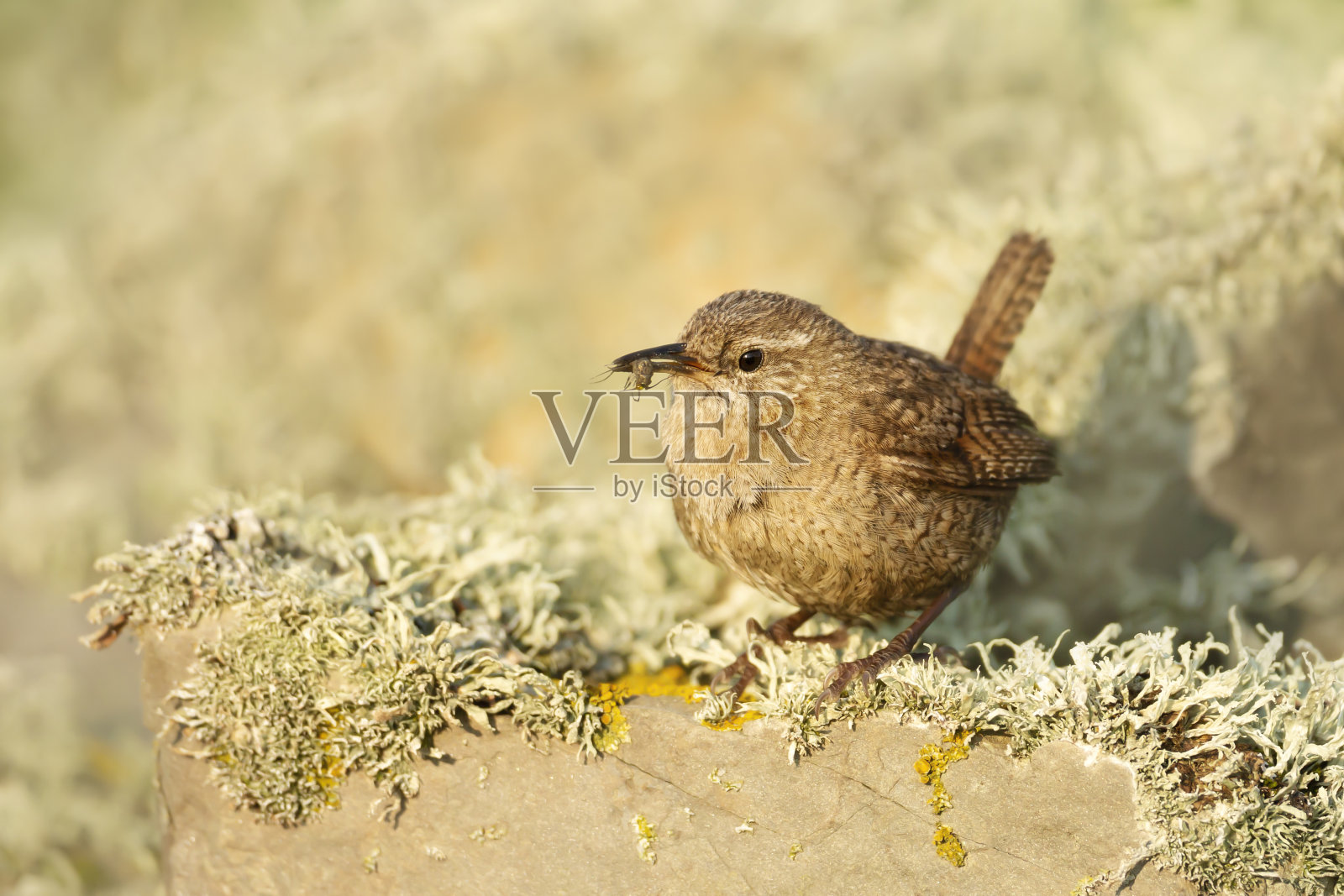 设得兰鹪鹩栖息在长满苔藓的石头上，嘴里叼着一只昆虫照片摄影图片