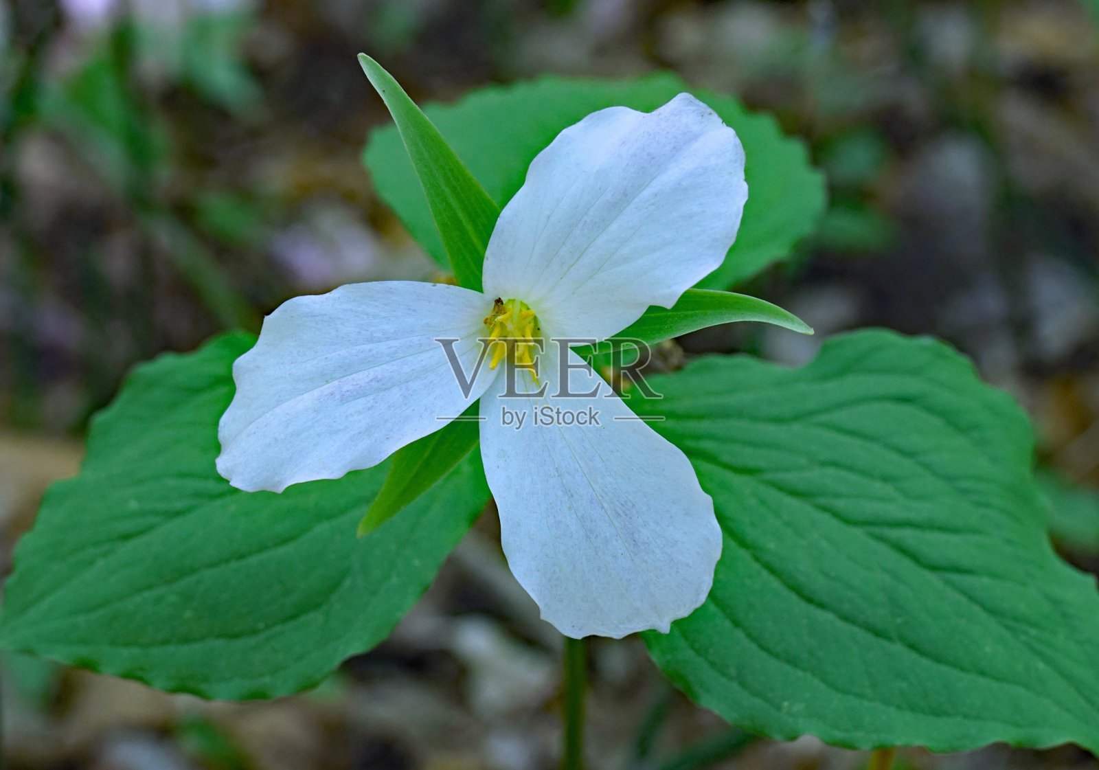 延生花，一种生长在森林荫凉处的三瓣白花，是安大略省的花卉象征照片摄影图片