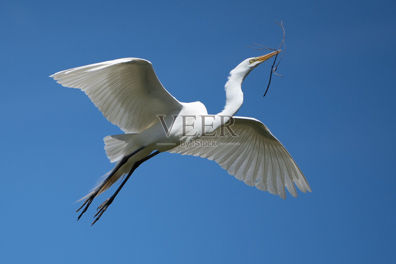 大白白鹭飞翔照片摄影图片