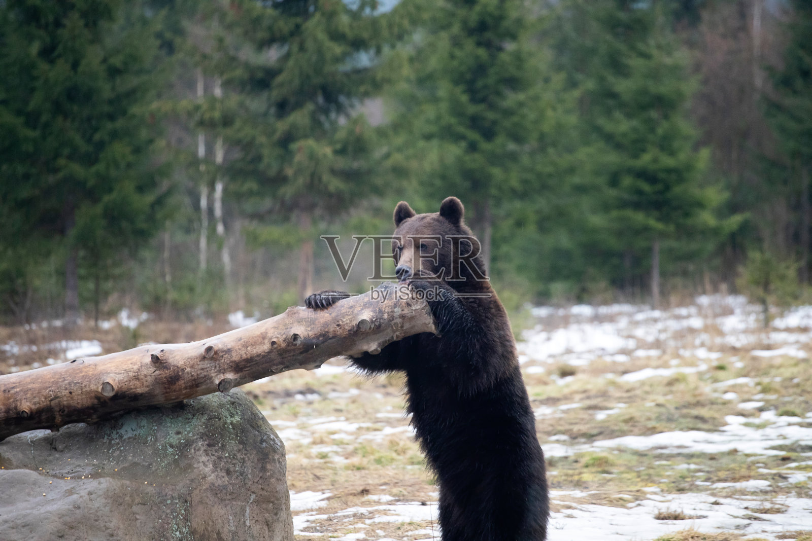 冬天森林里的棕熊照片摄影图片