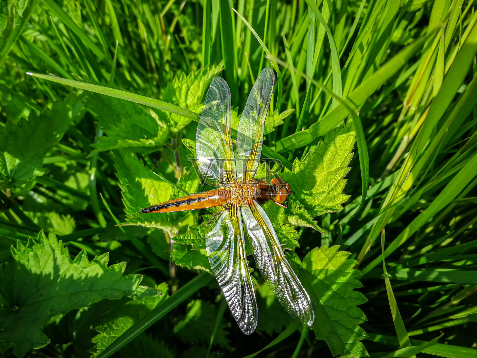 背景与红蜻蜓在草和荨麻照片摄影图片