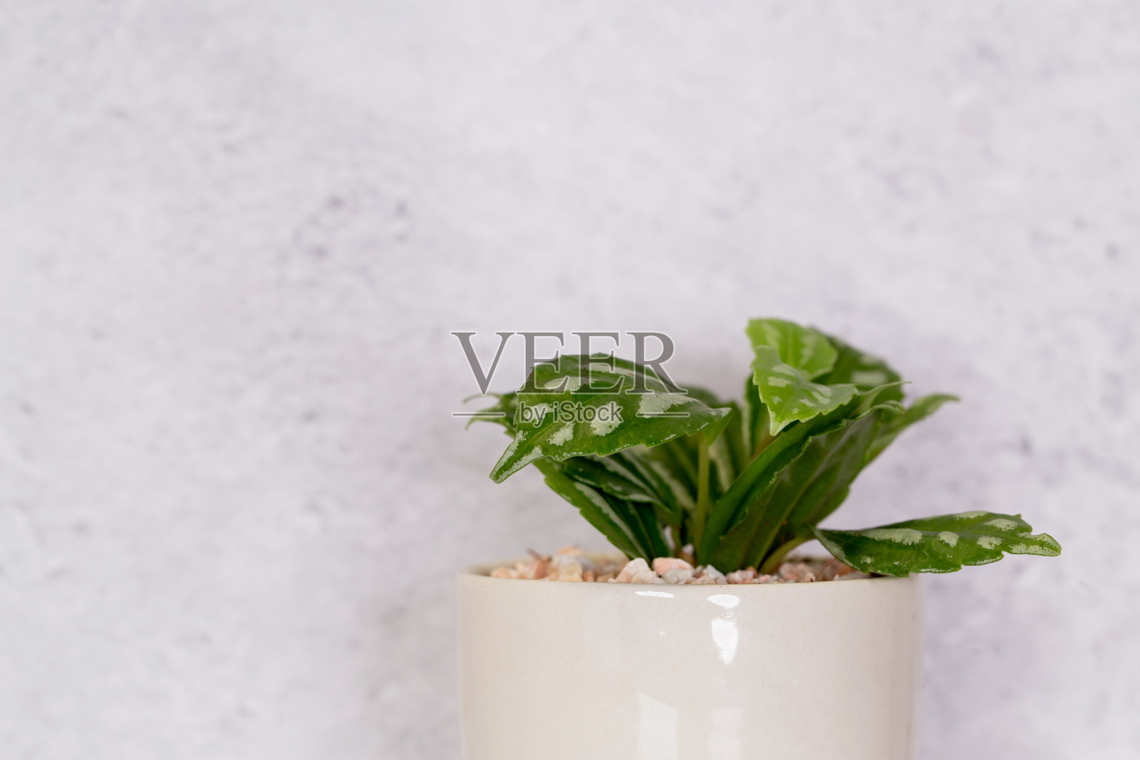 木质白色书桌上的迷你植物多汁，水泥纹理背景的桌子上的盆栽里的小植物和叶子，复制空间，没有人，花盆里的树作为家里的装饰，春夏。照片摄影图片