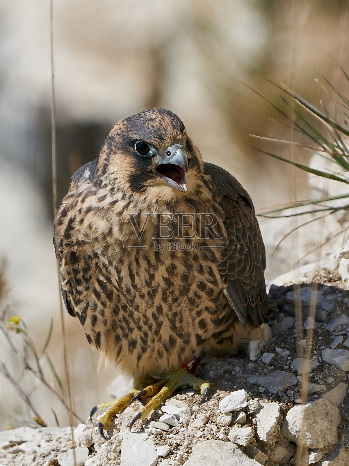 游隼（Falco peregrinus）幼鸟照片摄影图片
