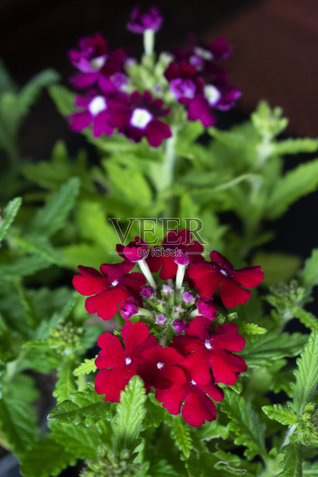 五彩缤纷的马鞭草照片摄影图片