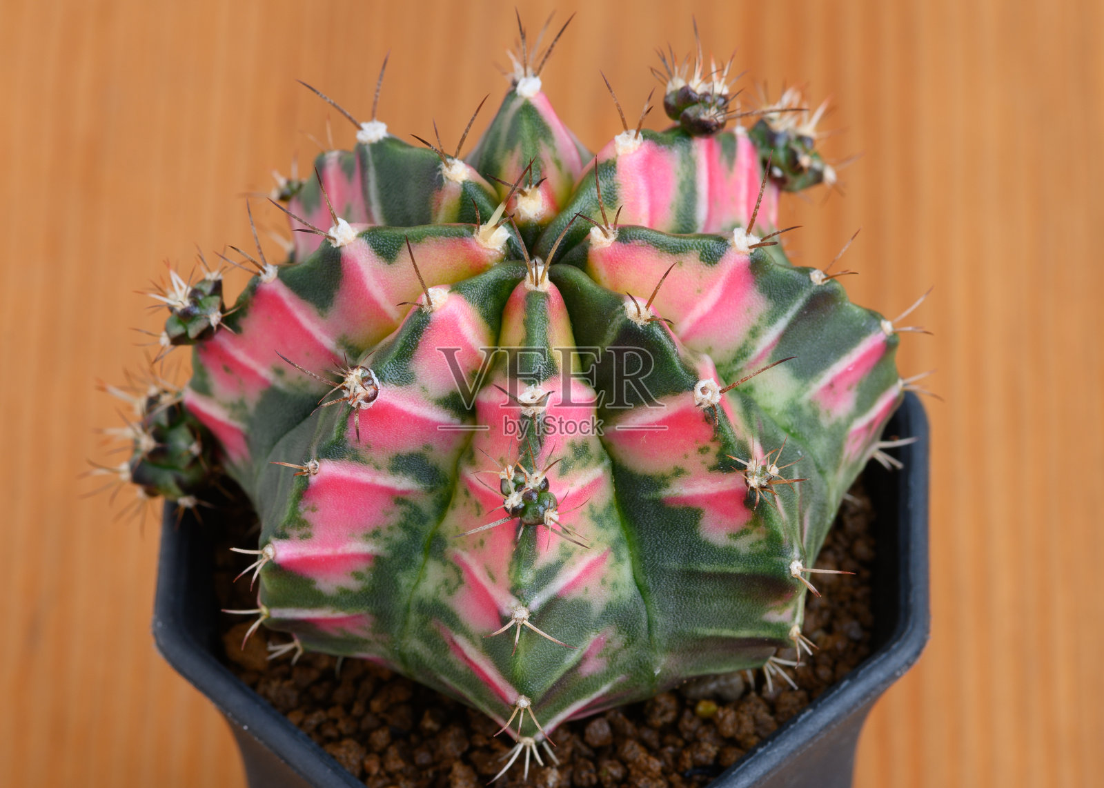 绯牡丹仙人掌：泰国培育的仙人掌品种照片摄影图片