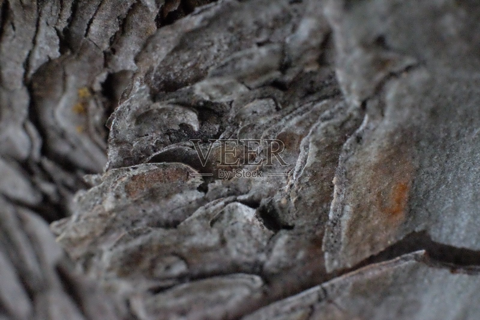树皮1照片摄影图片