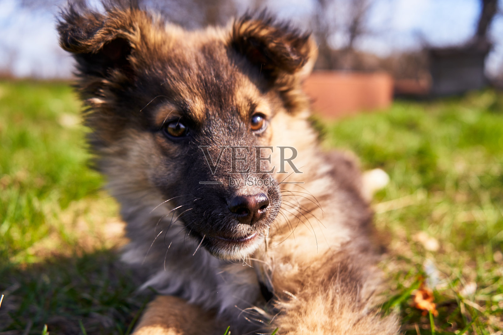 可爱的小狗躺在草地上。家狗靠近户外照片摄影图片
