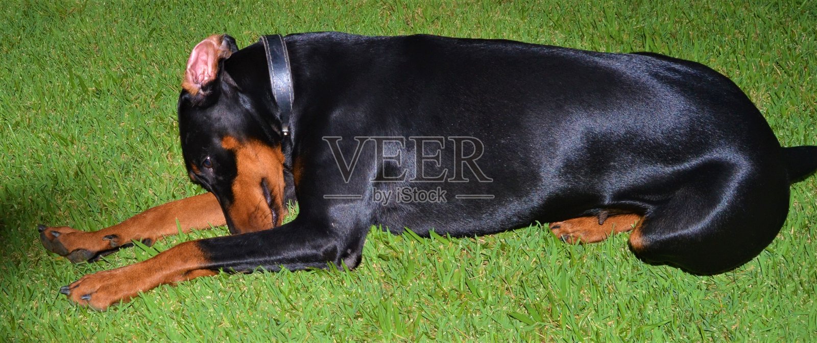 杜宾犬在草坪上照片摄影图片