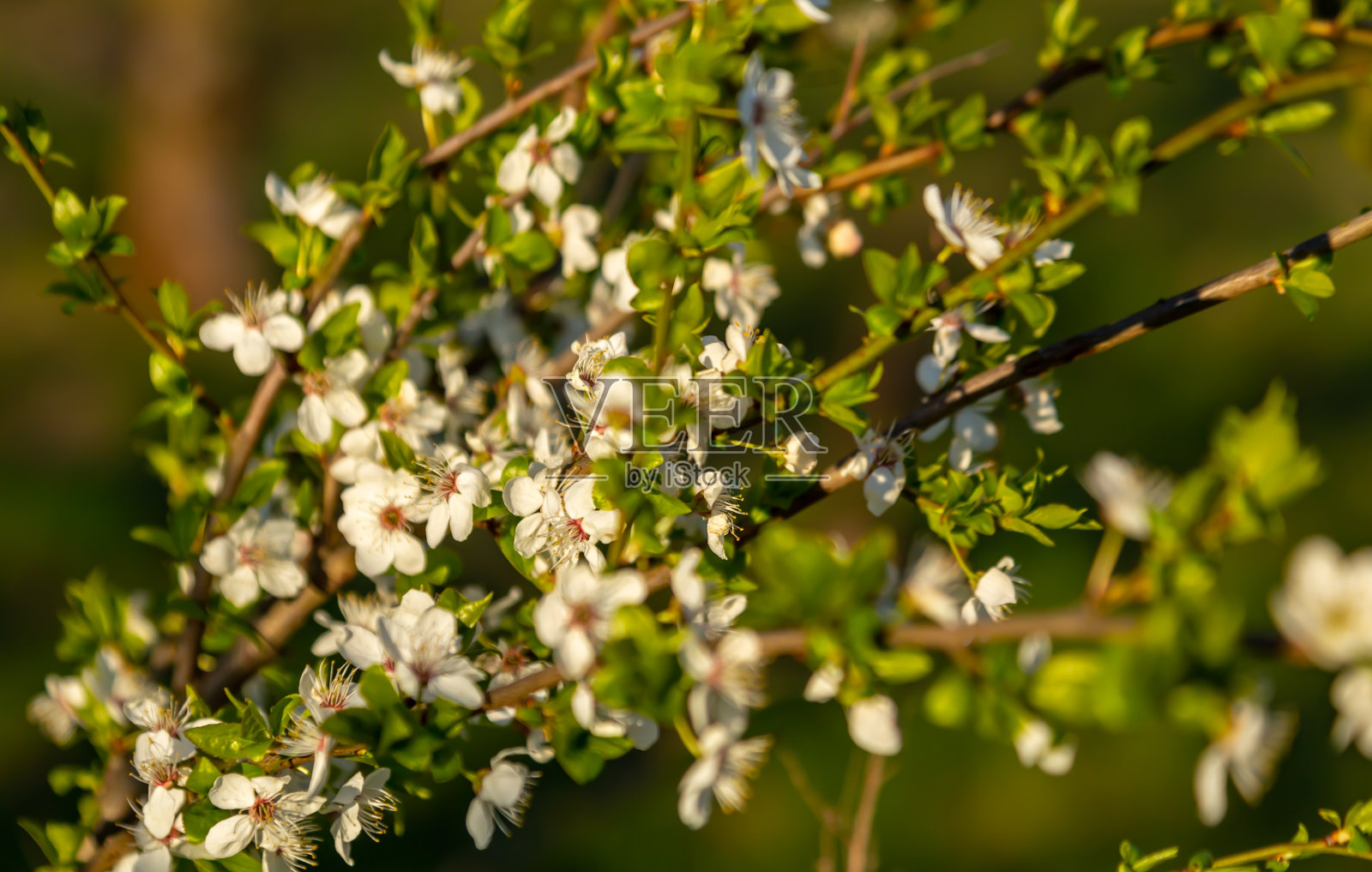 苹果花照片摄影图片