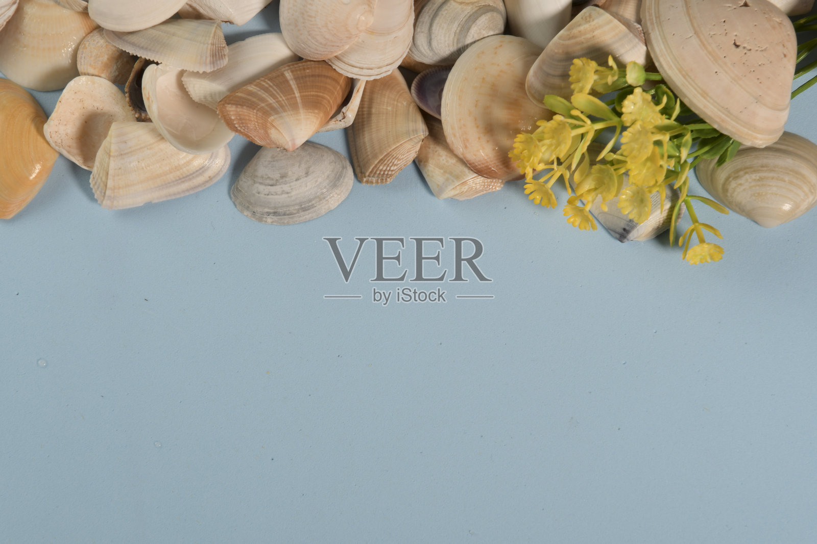 贝壳装饰和黄色的花，完美的夏季主题照片摄影图片