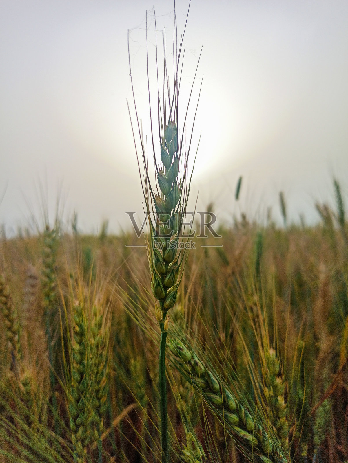 小麦作物照片摄影图片