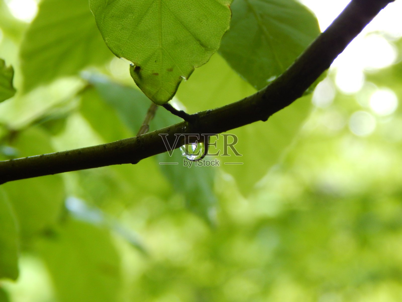 雨滴落在树枝上照片摄影图片