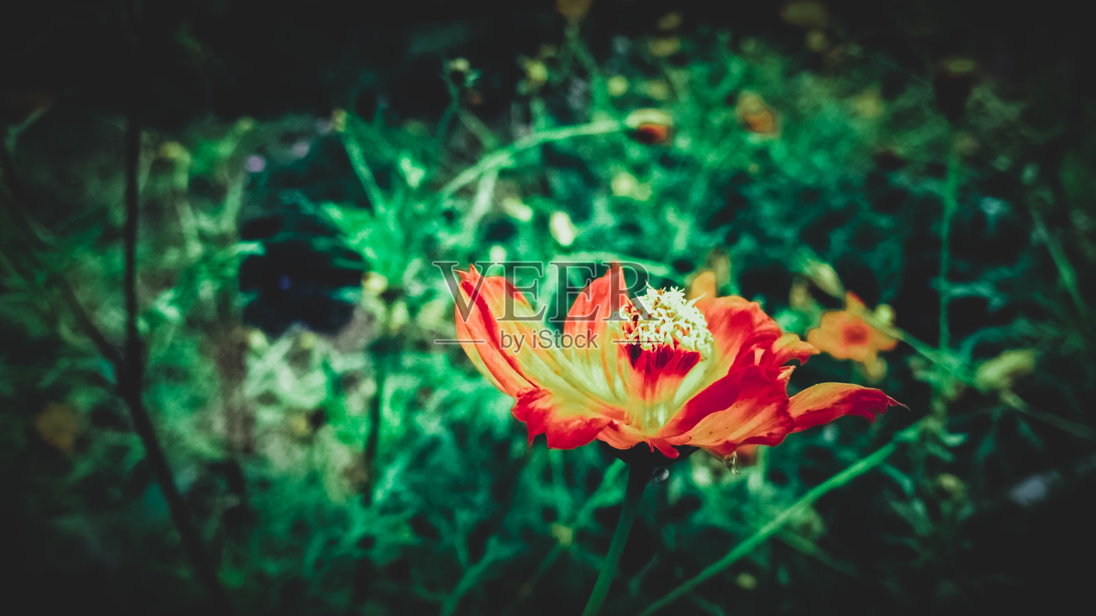 宇宙的花照片摄影图片