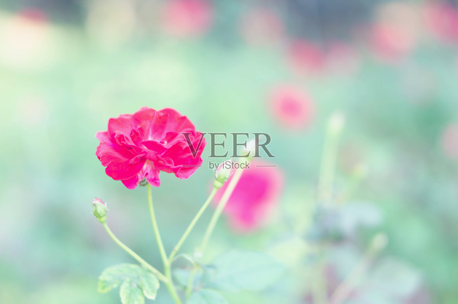 特写美丽的红玫瑰枝在花园中与复古色调的颜色，选择性的焦点照片摄影图片